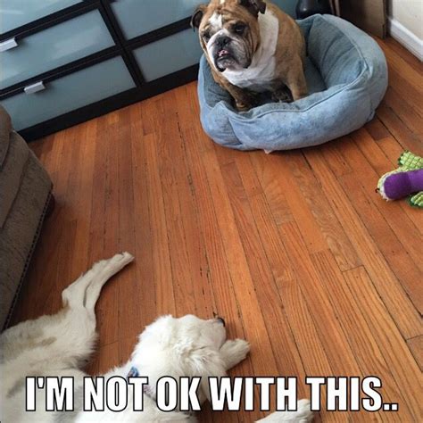 Pin by Troy on Bulldog Memes | Bulldog, Animals, Dogs