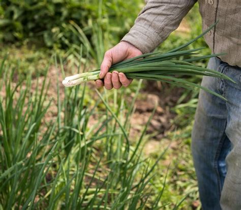 Premium Photo | Farmer harvesting green onions on the farm