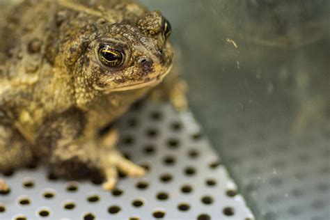 Expanded facility helping Saratoga hatchery restore the endangered Wyoming toad | Casper | trib.com