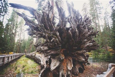 Mariposa Grove Yosemite: Trails to the Giant Sequoias, Directions and Map