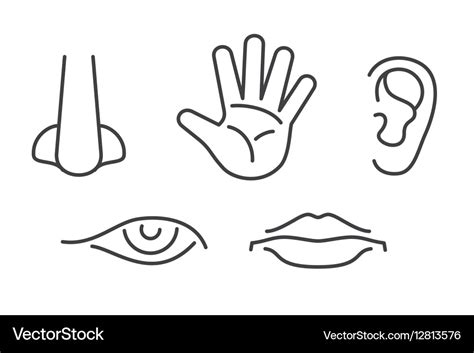 Five senses icons set isolated white Royalty Free Vector