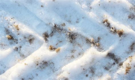 Wheel Tracks in the Snow, Detail Footprints Tractor. Stock Photo ...