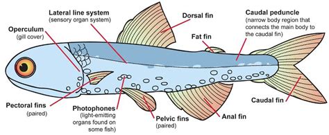 Adaptation Of Fish In Water