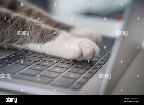 Cat working on computer. Funny photo of cat paws typing, texting or pressing buttons on a laptop ...