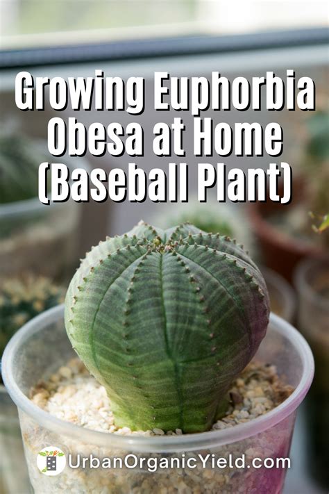 Euphorbia obesa baseball plant care – Artofit