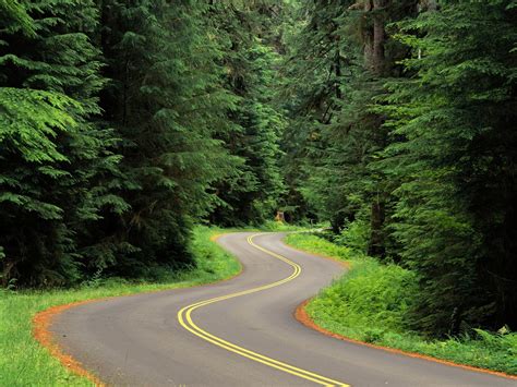 1920x1080 resolution | gray and yellow concrete road, nature, landscape, trees, forest HD ...