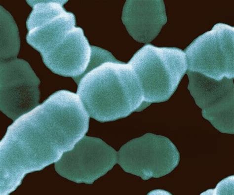 MicroChoice Leuconostoc Cultures