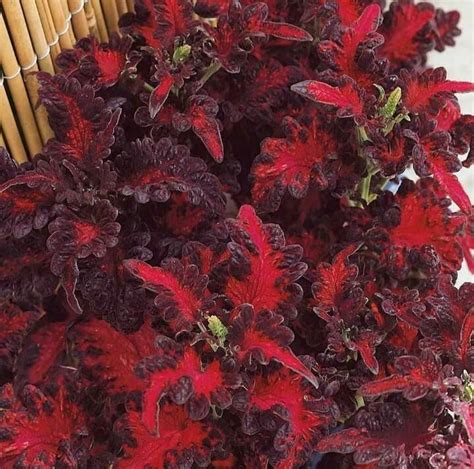 14+ Coleus Plant Seeds - BathiaDimanshu