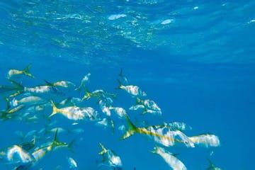 Icacos Island Snorkeling Tour from Fajardo | Snorkeling Puerto Rico