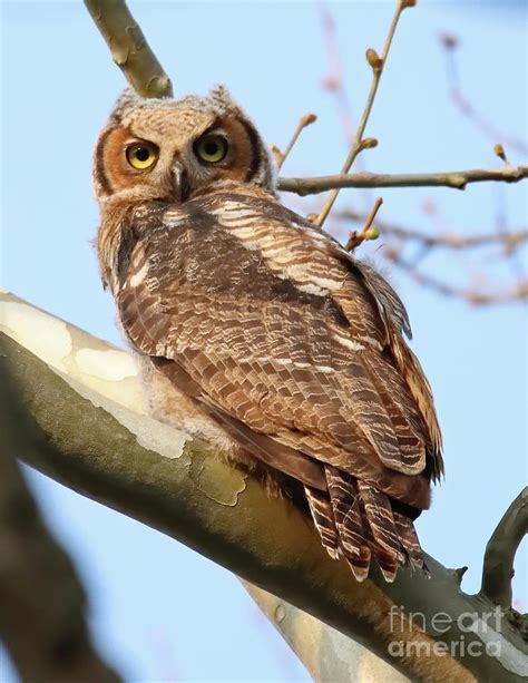 Juvenile Great Horned Owl, Indiana Photograph by Steve Gass - Fine Art America