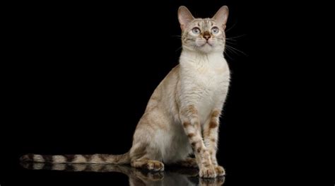 Snow Bengal Cat Breed Overview: Traits, Variations & More - Love Your Cat