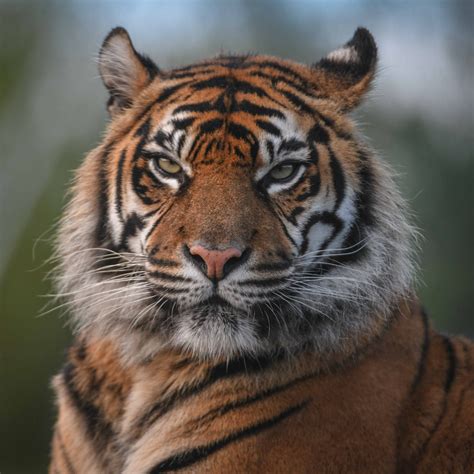 Sumatran Tiger | Chester Zoo Tigers | Animals at the Zoo