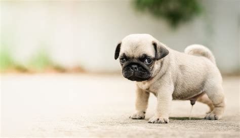 How to Potty Train a Puppy