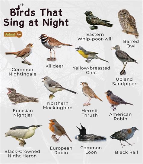 10 Birds That Sing: The Most Beautiful Bird Songs In The, 44% OFF