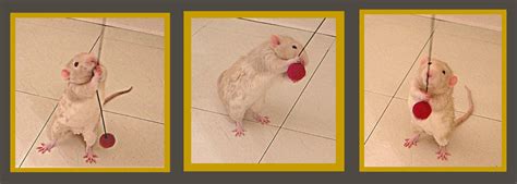 Behavior - About Pet Rats