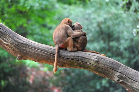 Incest isn't a taboo in the animal kingdom – new study