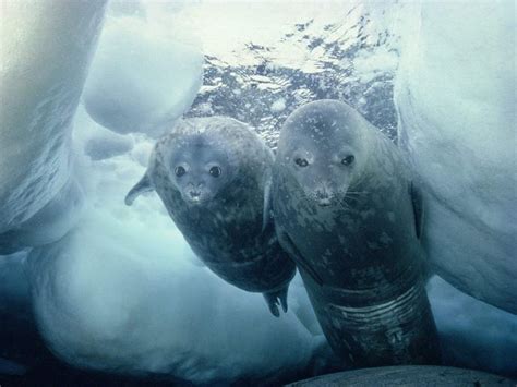 | Pinniped, Seal pup, Antarctica