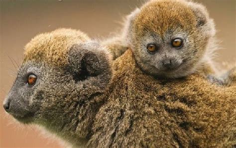 Bamboo Lemur & baby | Lemur, Kittens and puppies, Cat care