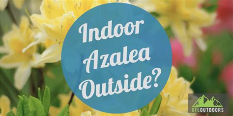 Can I Put my Indoor Azalea Outside? - GFL Outdoors