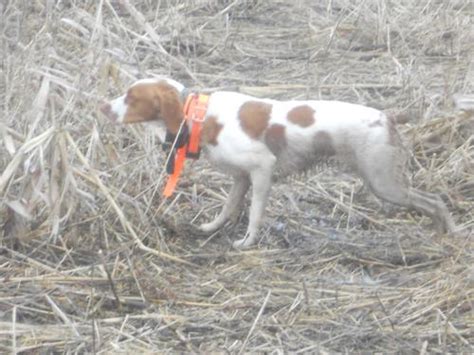 Brittany Spaniel Training Help