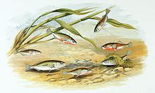 Three-spined stickleback - Wikipedia