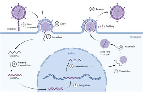 Diagram of viral replication process (BioRender.com: Coronavirus... | Download Scientific Diagram