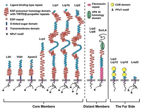 Frontiers | Functional Roles of the Interaction of APP and Lipoprotein ...