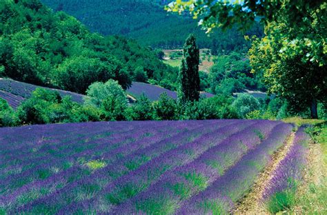 lavender -- Encyclopedia Britannica Online | Lavender fields provence, Lavender fields, Provence ...