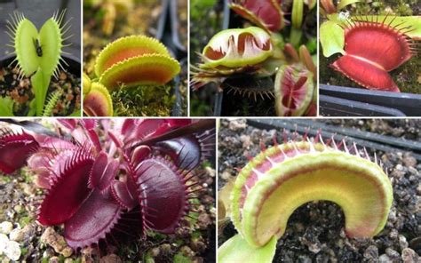 Venus Flytrap Plant: 5 Coolest Varieties & Cultivars - hungryplant.com