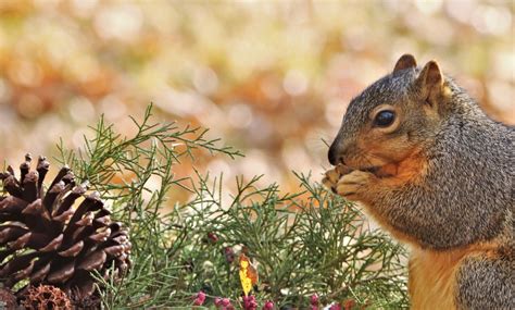 Fox Squirrel Eating Berries Free Stock Photo - Public Domain Pictures
