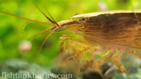 Best Bamboo Shrimp Care: Diet, Lifespan, Size