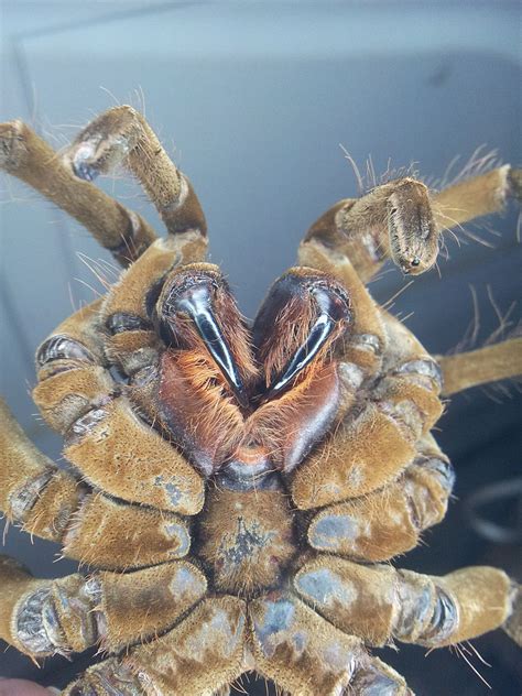 Shocking Pictures Of The Goliath Birdeater, The World’s Largest Tarantula