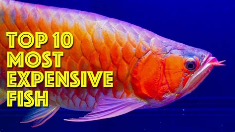 Top 10 Most Expensive Aquarium Fish - YouTube