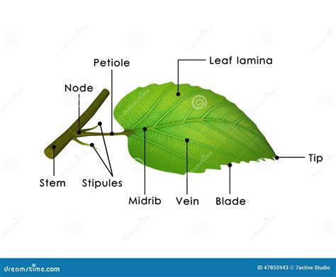 Leaf Structure stock image. Image of environment, branch - 47855943