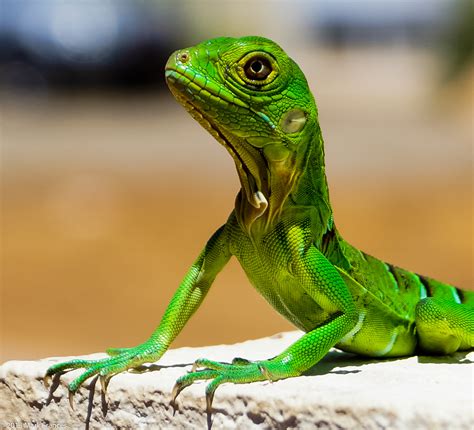 Baby Green Iguana - Aruba on Behance