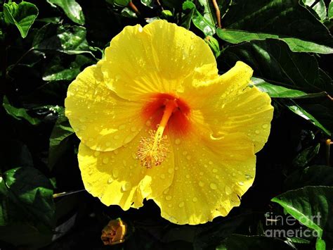 Exotic Yellow Rose of Sharon Photograph by Judy Bugg Malinowski - Pixels