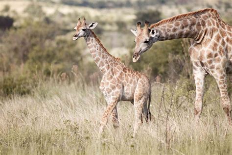 12 Animals With the Longest Gestation Period