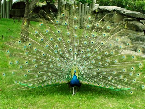 🔥 [50+] Beautiful Peacock Wallpapers | WallpaperSafari