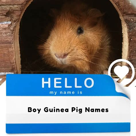 Male Guinea Pig Names (2024) - I Love IT