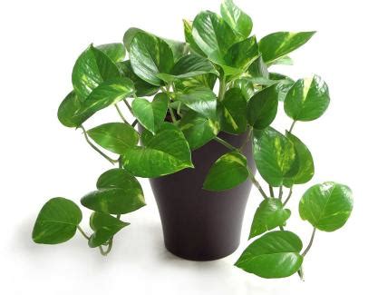31 Best Low-Light Indoor Plants And How To Care For Them, 49% OFF
