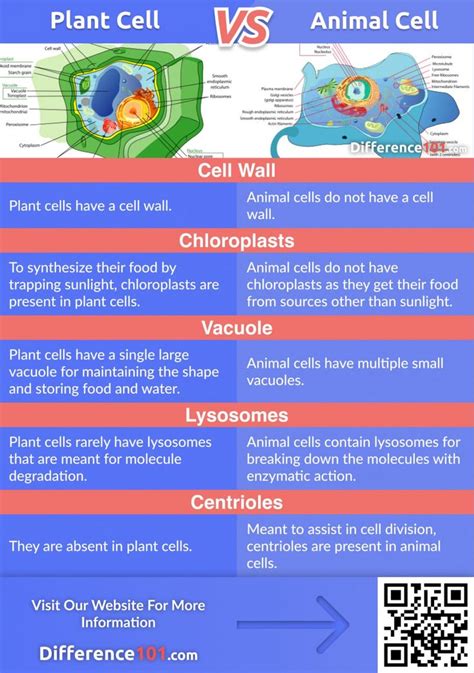 an animal cell diagram with the words plant cell vs animal cell