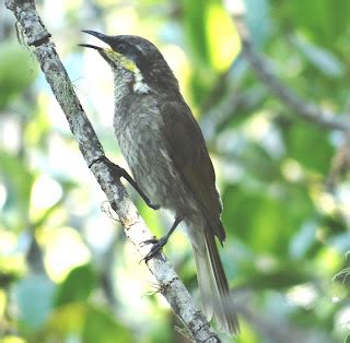 sunshinecoastbirds: Square-tailed Kite nesting and Shining Flycatchers ...