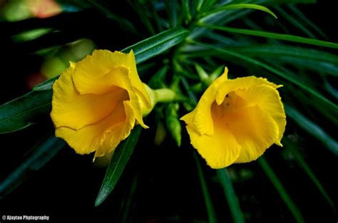 A unique yellow Oleander for you pots | Plants, Indoor flowering plants, Planting flowers