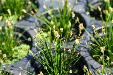 Eleocharis pusilla — Florida Aquatic Nurseries