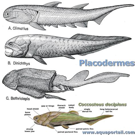 Placodermes : définition et explications