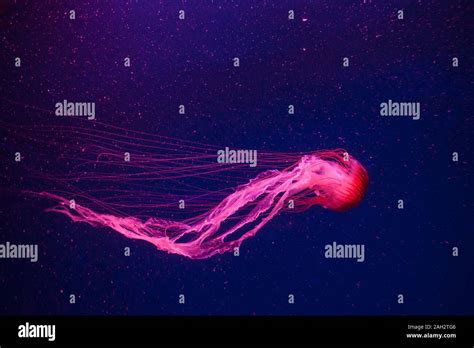Beautiful coral color jellyfish in neon light floating in the aquarium Stock Photo - Alamy