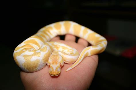 0.1 High Yellow Albino Ball Python (Python Regius) | Flickr