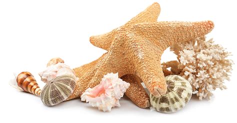 Seashell Beach Clip art - sea shells png download - 770*400 - Free Transparent Seashell png ...