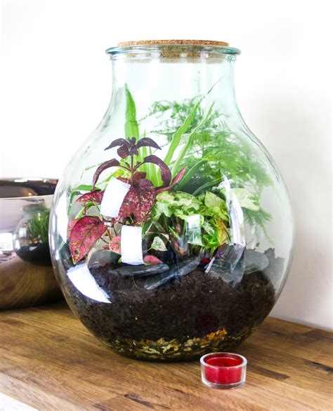 Medium Wide Neck Closed Glass Bottle Terrarium 15 litre for indoor plants – The Art of Succulents