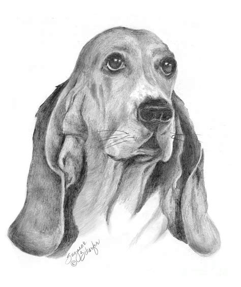 Basset Hound Drawing at PaintingValley.com | Explore collection of Basset Hound Drawing